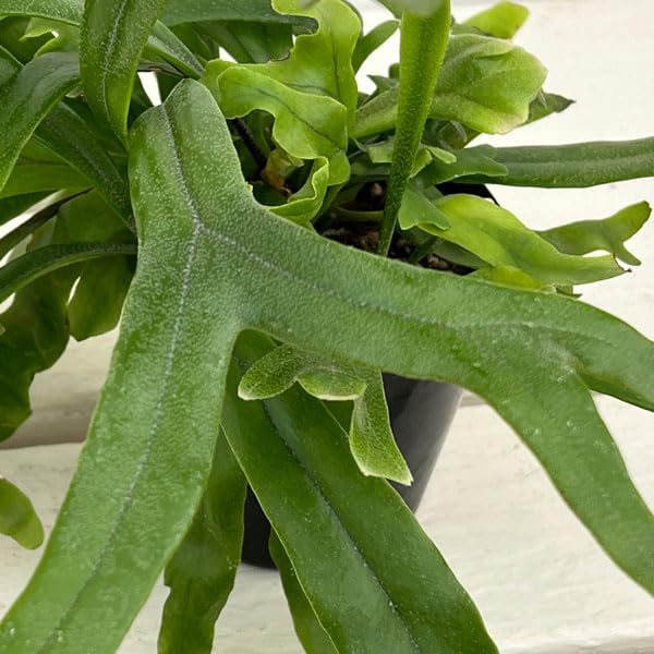 Amazon｜ピロシア：ロンギフォリア 3号ポット[シダの仲間]｜観葉植物